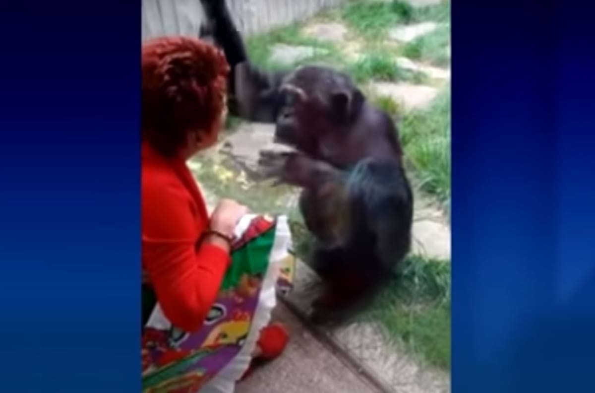 ¡Insólito! Un zoológico acusa a mujer de tener un “romance” con un chimpancé