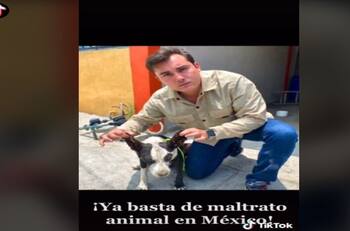 Video: Hombre rescata a perrita infestada de garrapatas