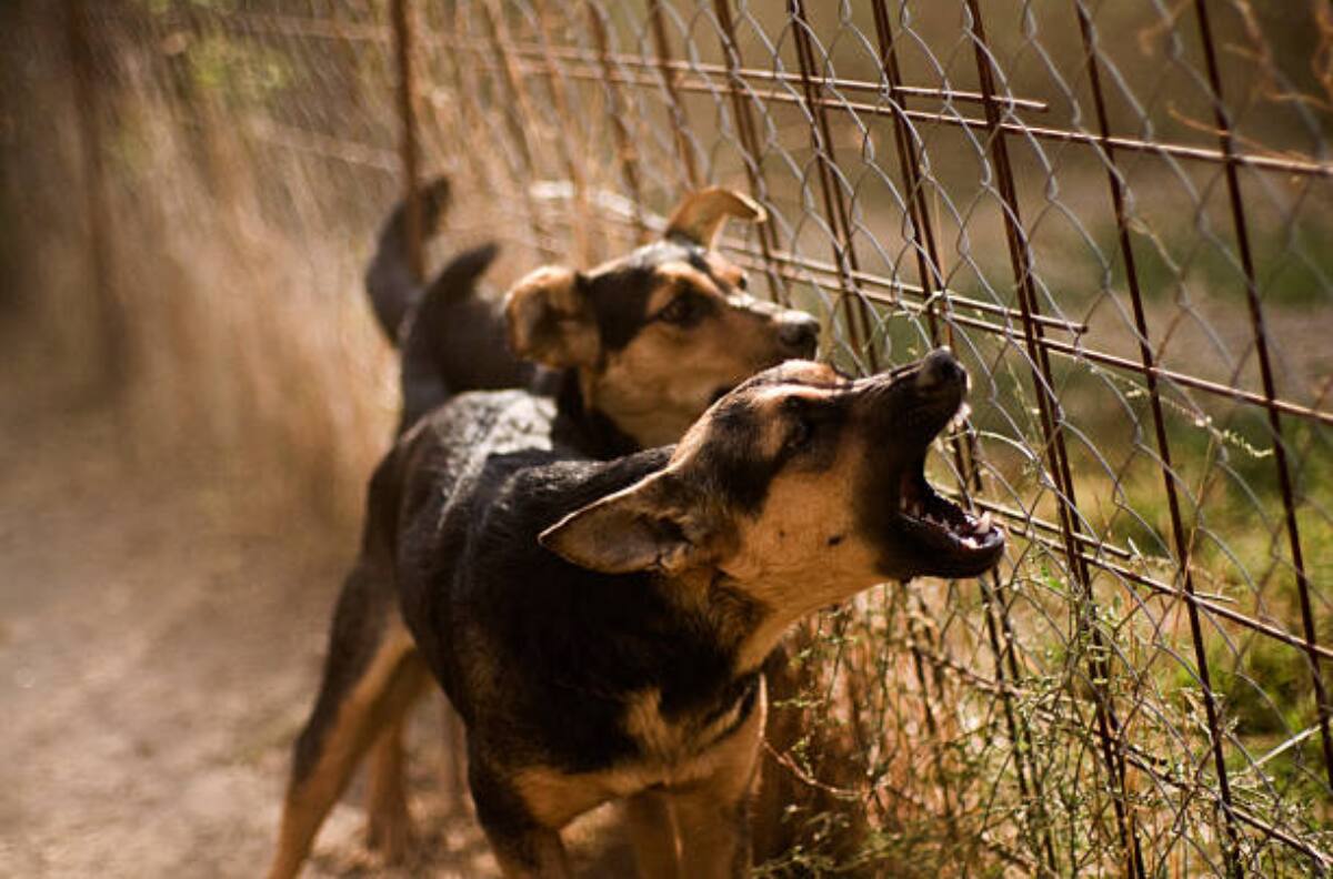 NUEVO VIDEO| Perritos acorralan a ladrón, frustran robo y lo tiran de la azotea