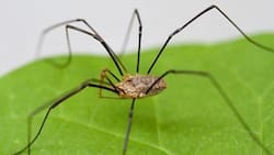Mantén a tu hogar protegido de las arañas con esta planta