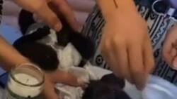 VIDEO | Bautizan a changuito en Durango y se hace viral