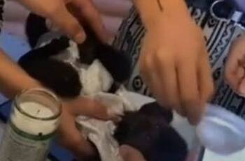 VIDEO | Bautizan a changuito en Durango y se hace viral