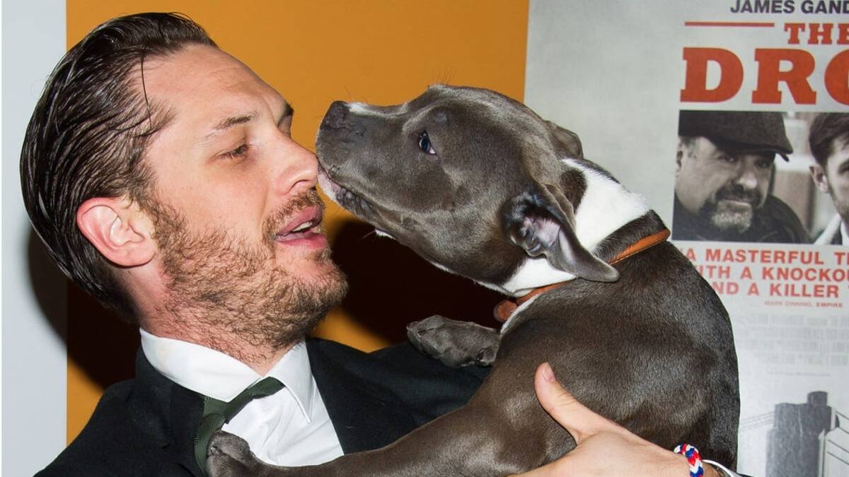 Tom Hardy lleva a su perrhijo Blue a la red carpet de "Venom 2" en Londres