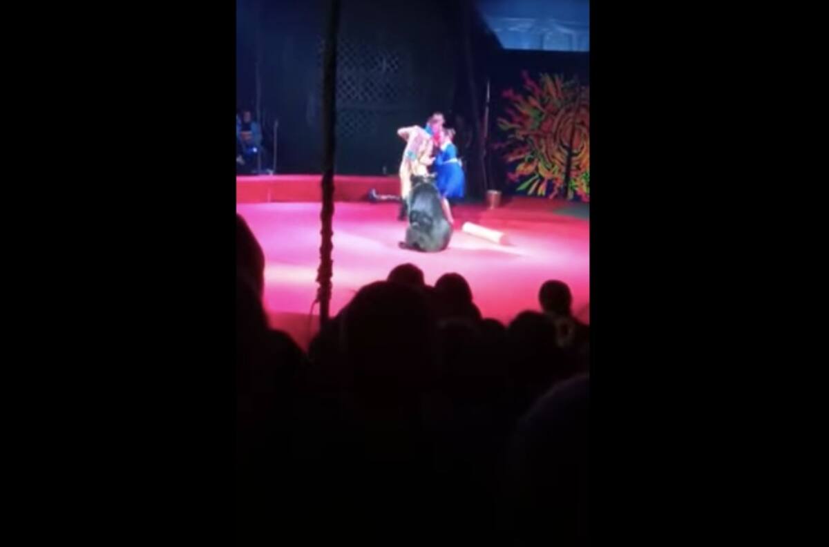 Video: Oso agrede y ataca violentamente a su domadora en plena función de circo