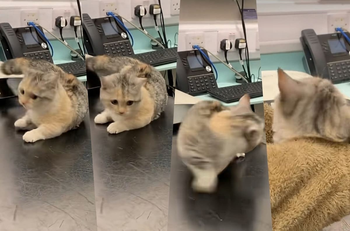 "Ñam, ñam, ñam" Gatito se hace viral por su forma de reaccionar al ser vacunado | VIDEO