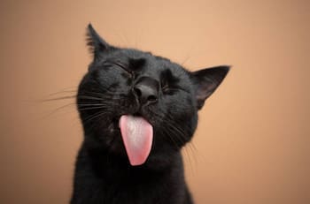 Adiós a las pulgas: repelente natural para gatos