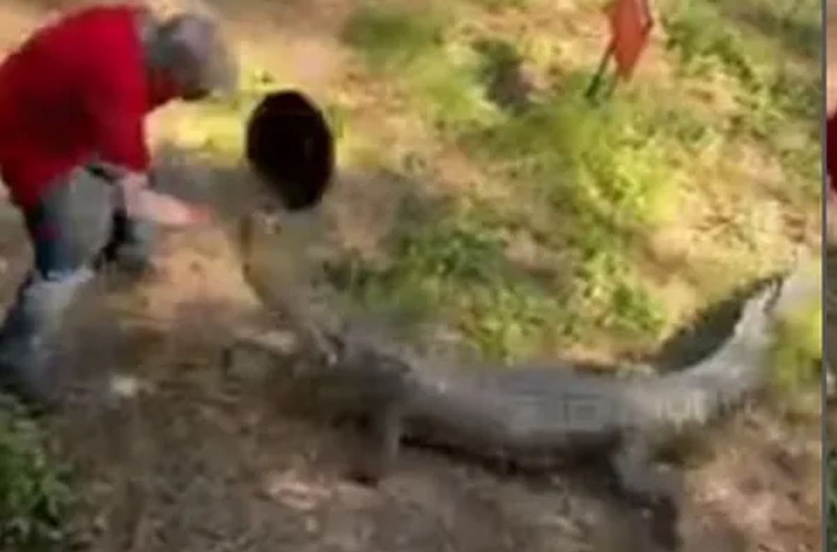 VIDEO | Hombre se defiende de cocodrilo ¡a sartenazos! y se hace viral