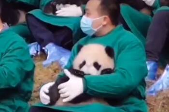 VIDEO| Cuidador de Osos panda se vuelve viral por su tierno trabajo