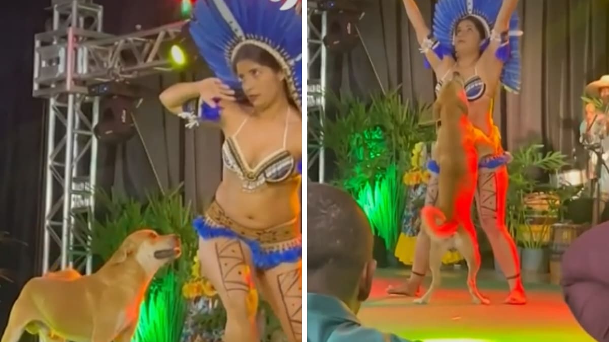 Perrito se roba show de danza y se hace viral| VIDEO