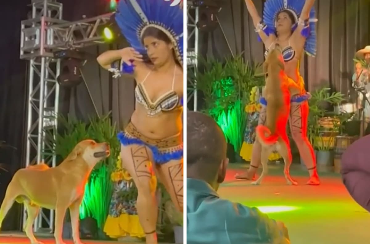 Perrito se roba show de danza y se hace viral| VIDEO