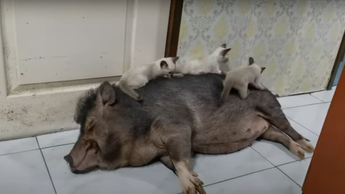 Se desbordó la ternura: Se hizo viral video de tres preciosos gatitos jugando con un cerdo dormido