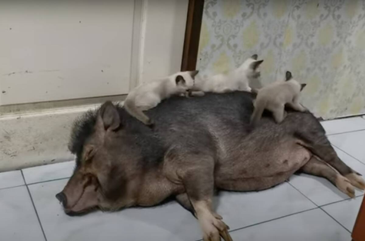 Se desbordó la ternura: Se hizo viral video de tres preciosos gatitos jugando con un cerdo dormido