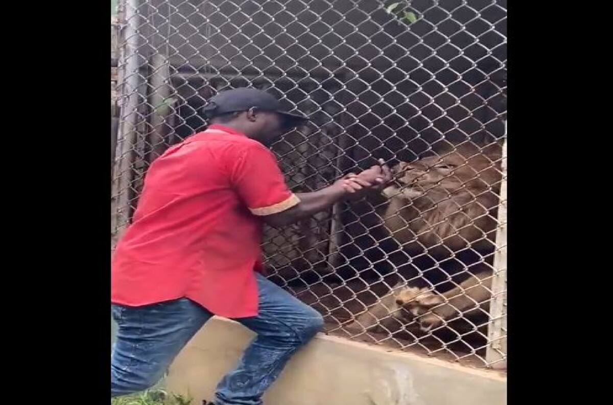 VIDEO VIRAL | ¡Imágenes fuertes! León arranca el dedo a un hombre en un zoológico de Jamaica