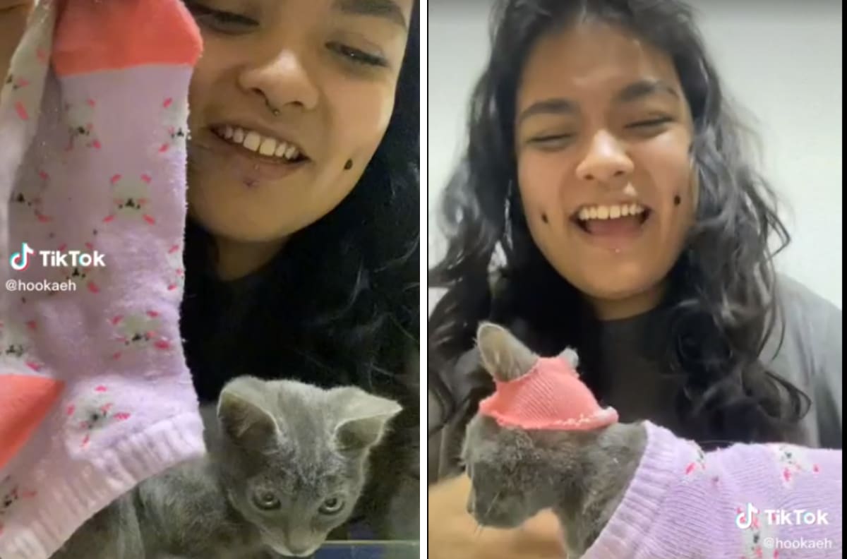 VIDEO| Joven le hace traje a su gatito con un calcetín y se hace viral