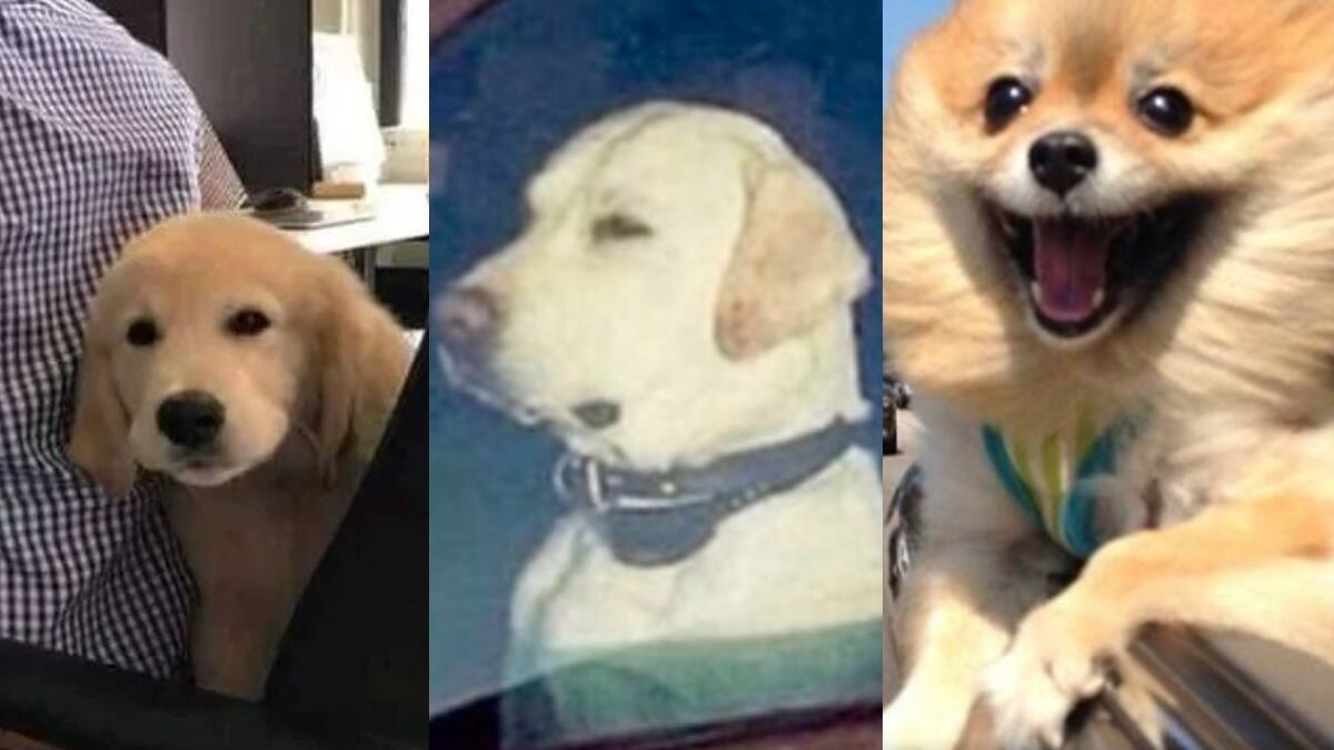 20 Memes para celebrar el Día Mundial de llevar al Perro al Trabajo