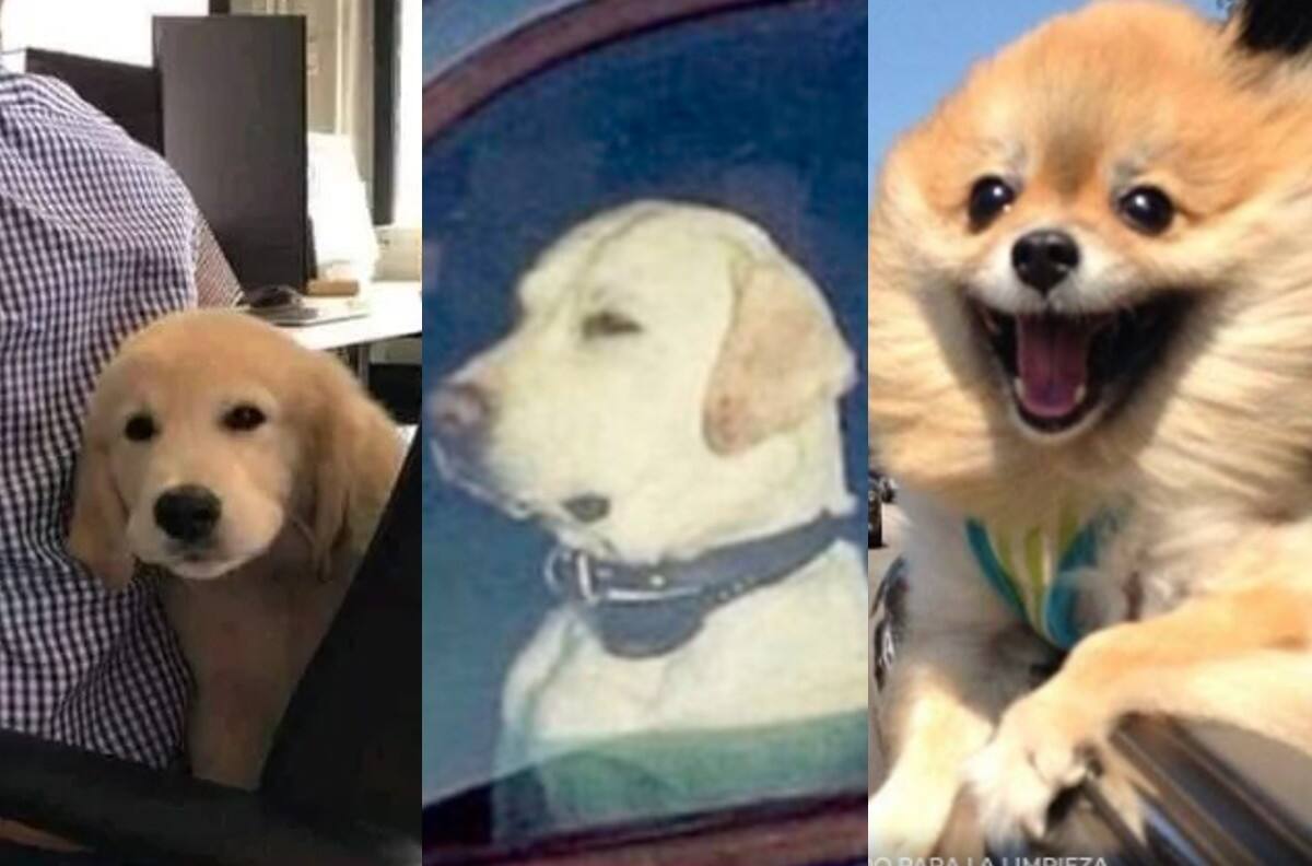 20 Memes para celebrar el Día Mundial de llevar al Perro al Trabajo