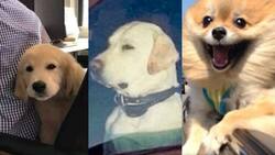 20 Memes para celebrar el Día Mundial de llevar al Perro al Trabajo