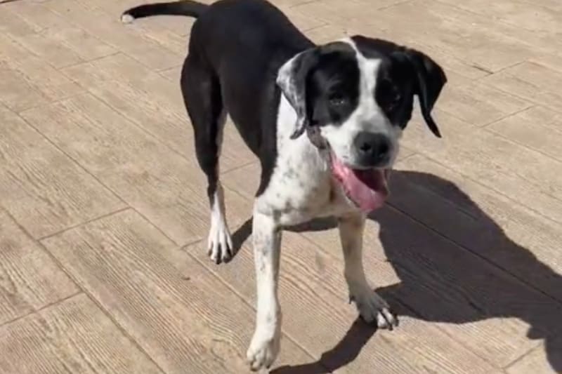 Perrita baila 'La Vaca' y se hace viral.