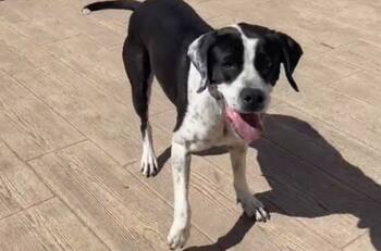 VIDEO | ¿Quién lo hizo mejor? Perrita baila ‘La Vaca’ junto a su humano