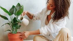 Protege a tus plantas de la plaga con este ingrediente de cocina