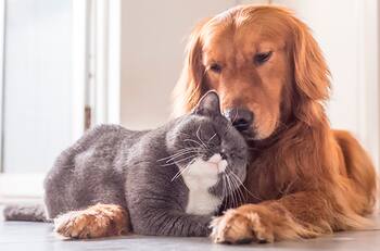 Vacuna covid-19: Los animales se encuentran cerca de superar el virus