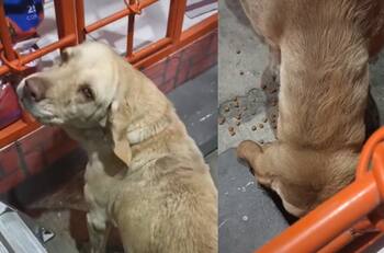 VIDEO| Perrita fue rescatada de la calle luego de hacerse viral