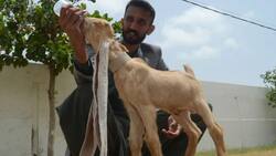 Fotos | Cabrito con orejas de 48 centímetros de largo busca Récord Guinness