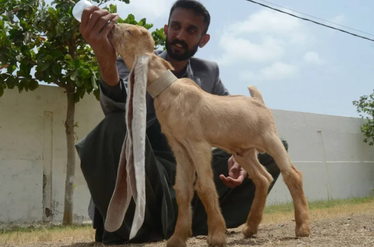 Fotos | Cabrito con orejas de 48 centímetros de largo busca Récord Guinness
