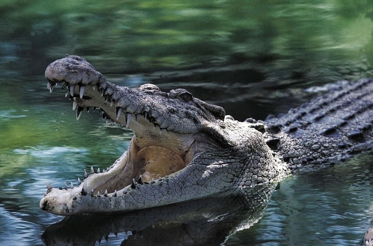 Cocodrilo ataca a turistas en laguna de Oaxaca