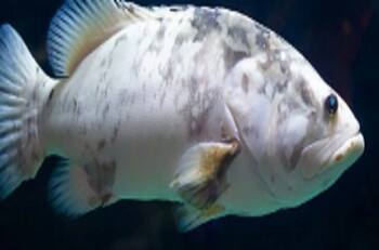 VIDEO: Mujer cocina pez de su esposo con valor de 300 mil de dólares