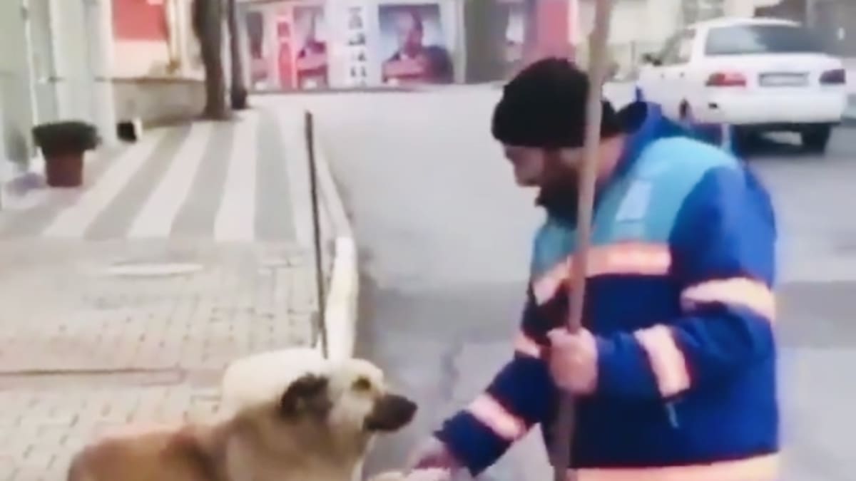 Perro callejero pide caricias a barrendero y causa ternura en redes sociales