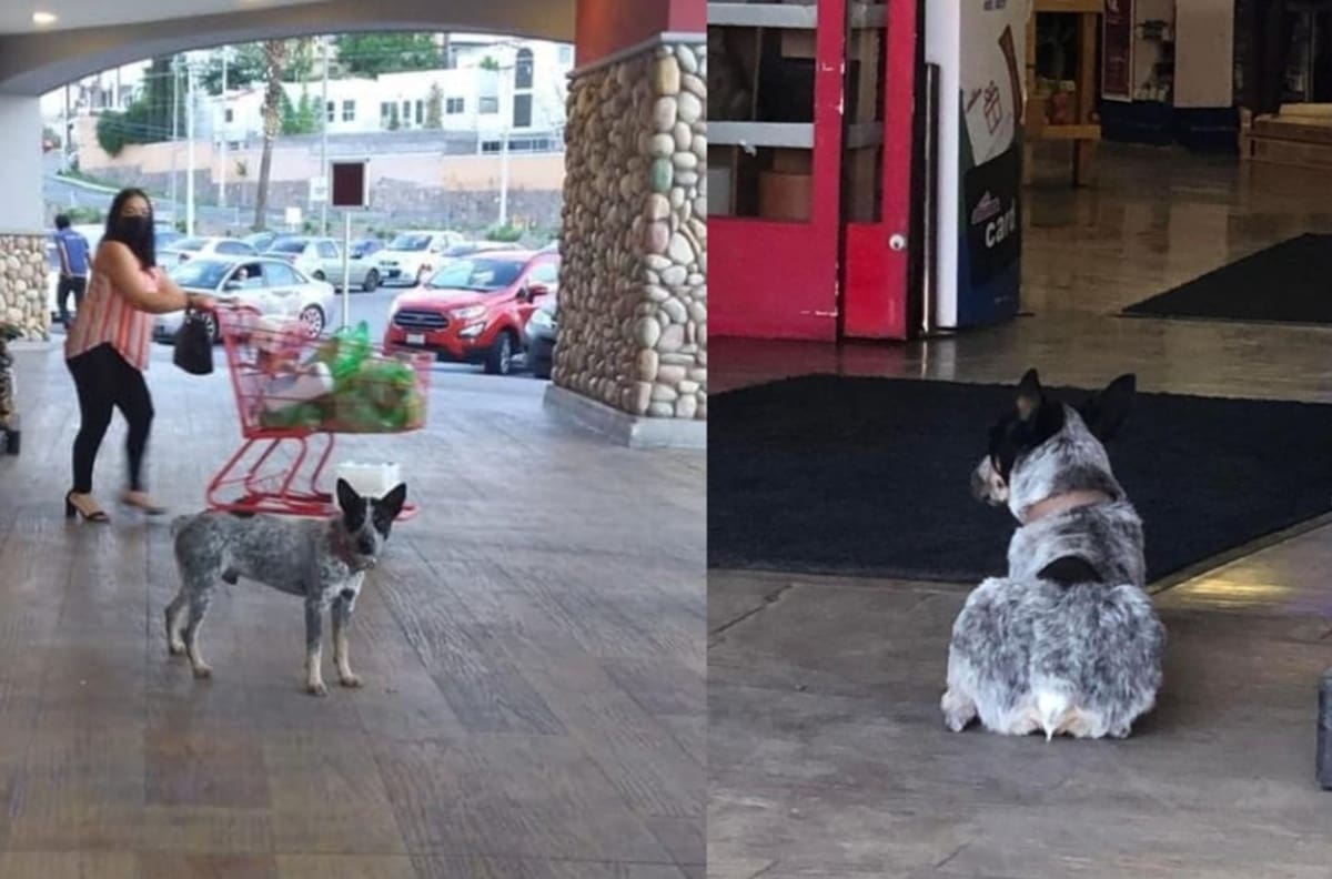 Perrito espera a su dueña afuera de un supermercado, pero ella ya murió