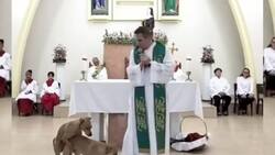 VIDEO | Perritos interrumpen una misa de forma peculiar y se hacen virales
