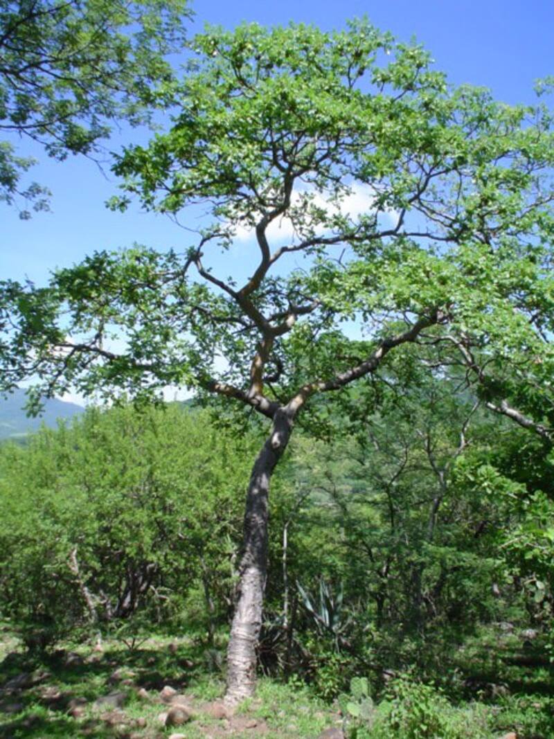 Se da en la selva baja del país en estados como Guerrero, Jalisco, Oaxaca y Chiapas.