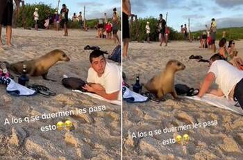 VIDEO: Hombre se queda dormido a la orilla del mar y despierta con una foca