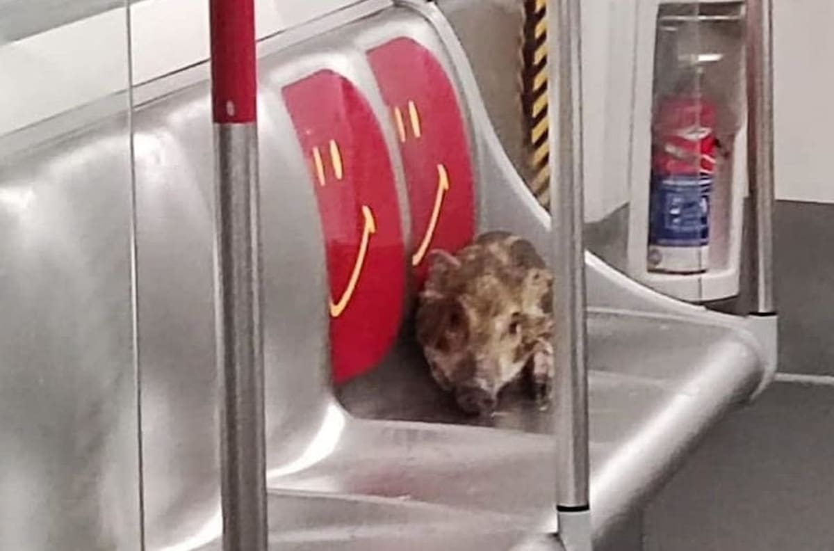 Jabalí viaja en Metro de Hong Kong y sin pagar boleto