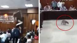 'Llueven' mapaches en plena sesión de Cabildo en Acapulco| VIDEO