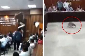 'Llueven' mapaches en plena sesión de Cabildo en Acapulco| VIDEO