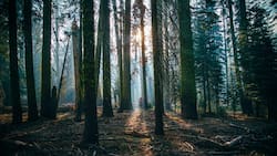 Tienes 10 segundos para encontrar al pájaro