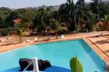 Video: buey se escapa del rastro y termina deslizándose en un tobogán