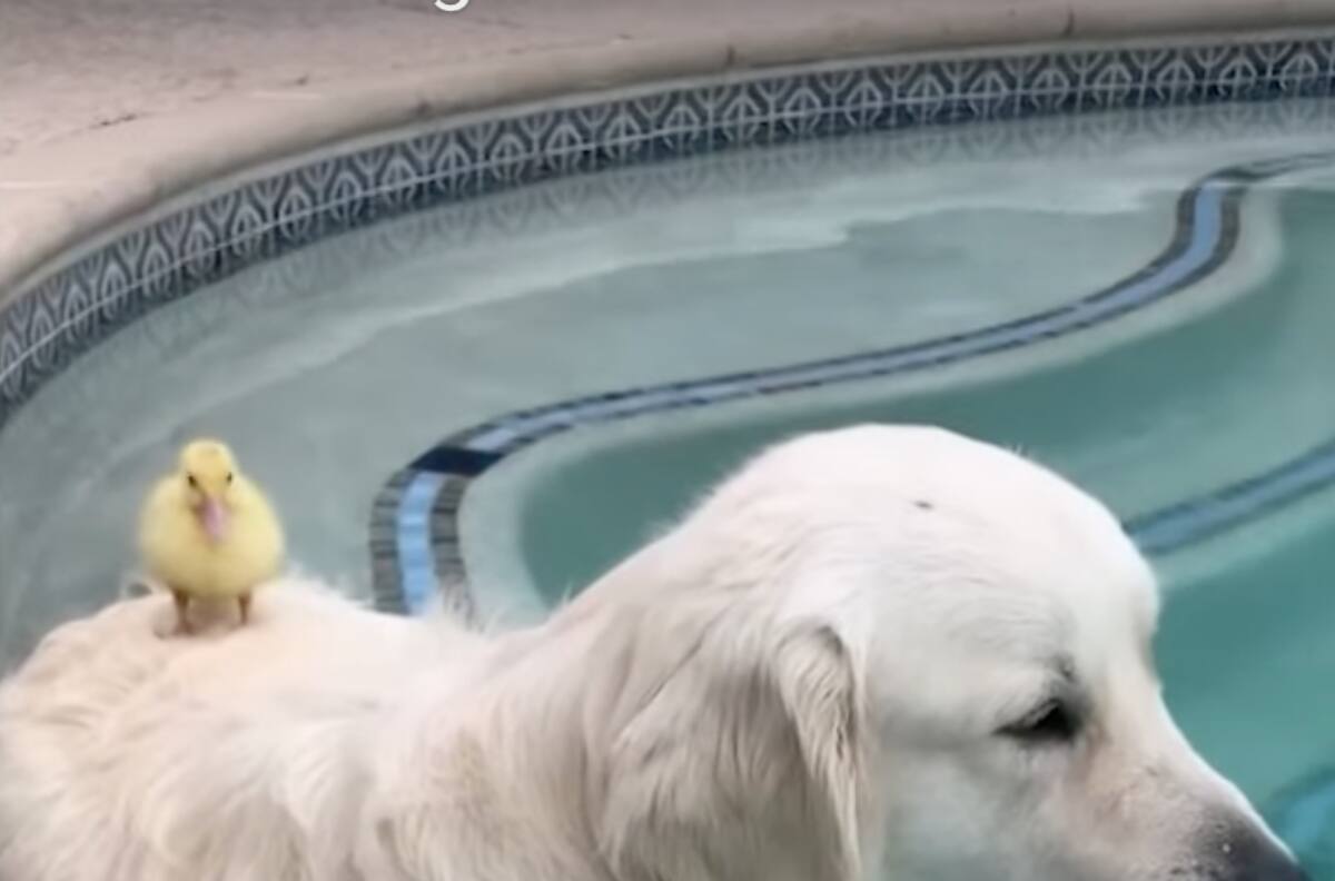 Video viral: perrito se hizo amigo de un pequeño pato al que rescató