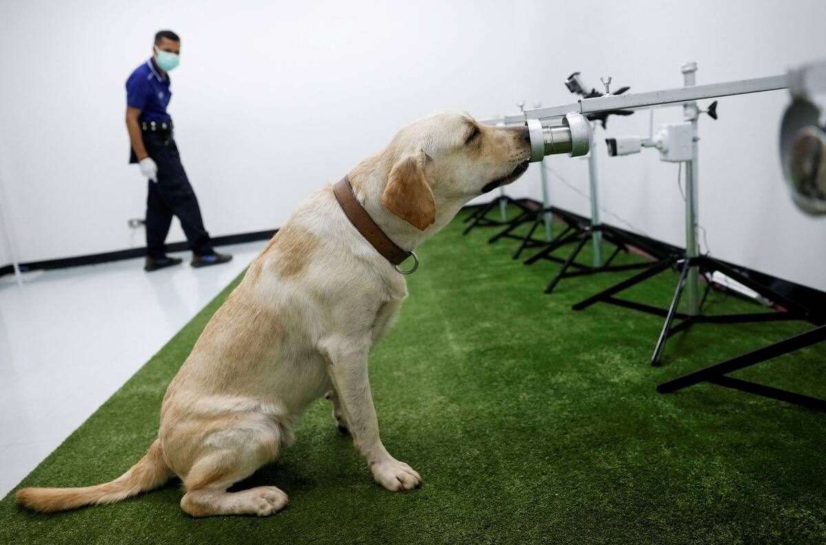 Perros anticovid: Autoridades tailandesas usaron labradores para detectar infectados con coronavirus