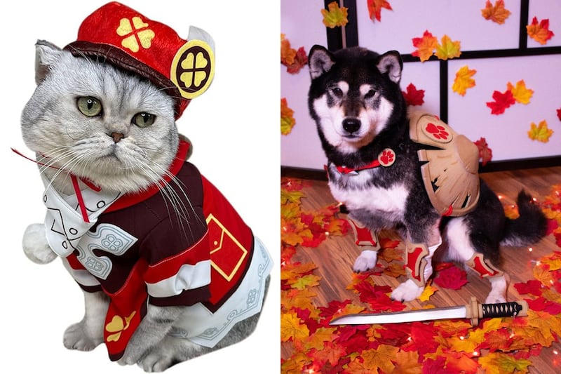 Mascotas con disfraces de Genshin Impact.