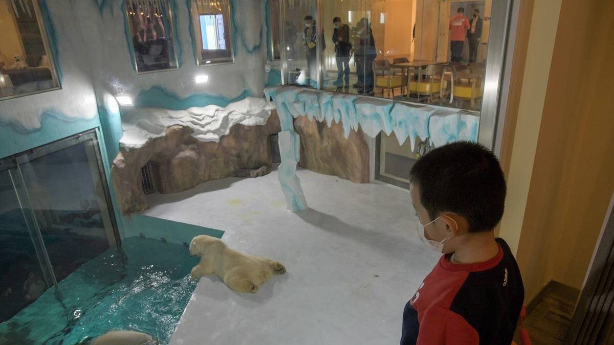 Polémica en China: Inauguran hotel con osos polares que hacen compañía a los huéspedes