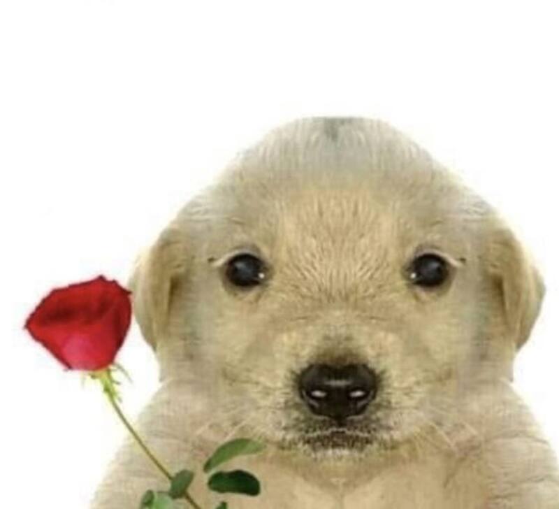 Expresa tu amor con esas imágenes.