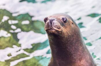 VIDEO: León marino es devorado por orcas