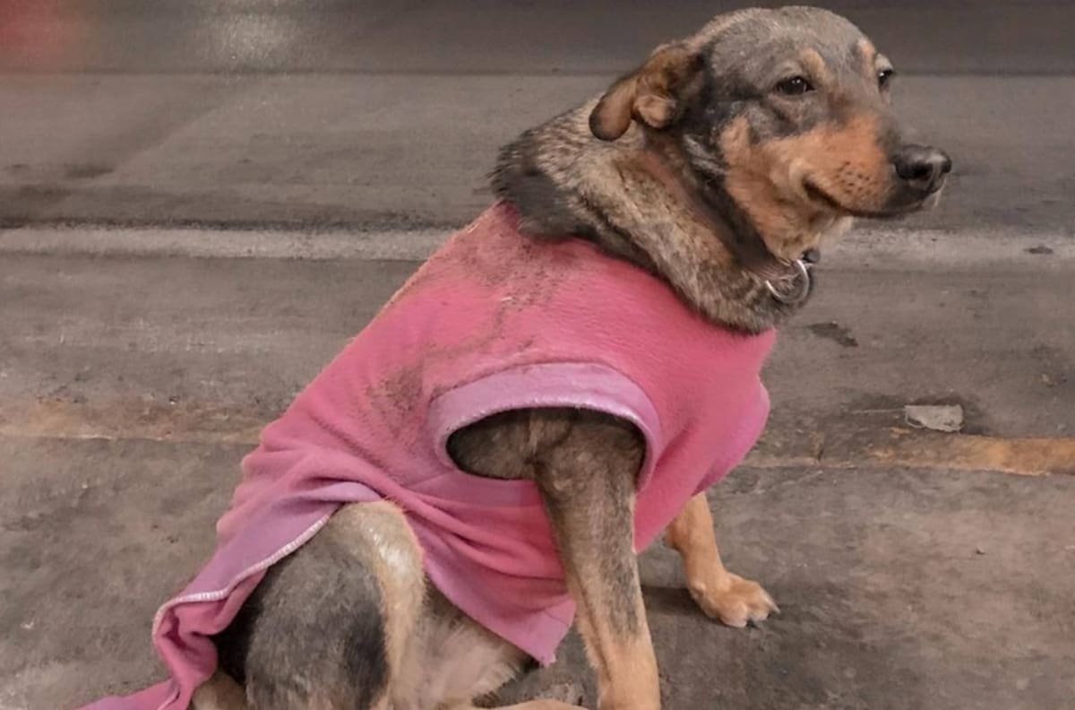 Lola: La perrita que trabaja en una taquería y se hizo viral, esta es su historia