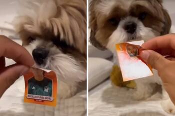 VIDEO| Perrito ayuda a pegar estampas en álbum del mundial y se viraliza ¡Qué bello!