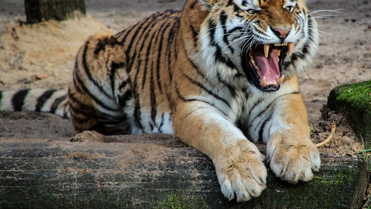 Alertan sobre presencia de un tigre de bengala en un municipio de Guanajuato