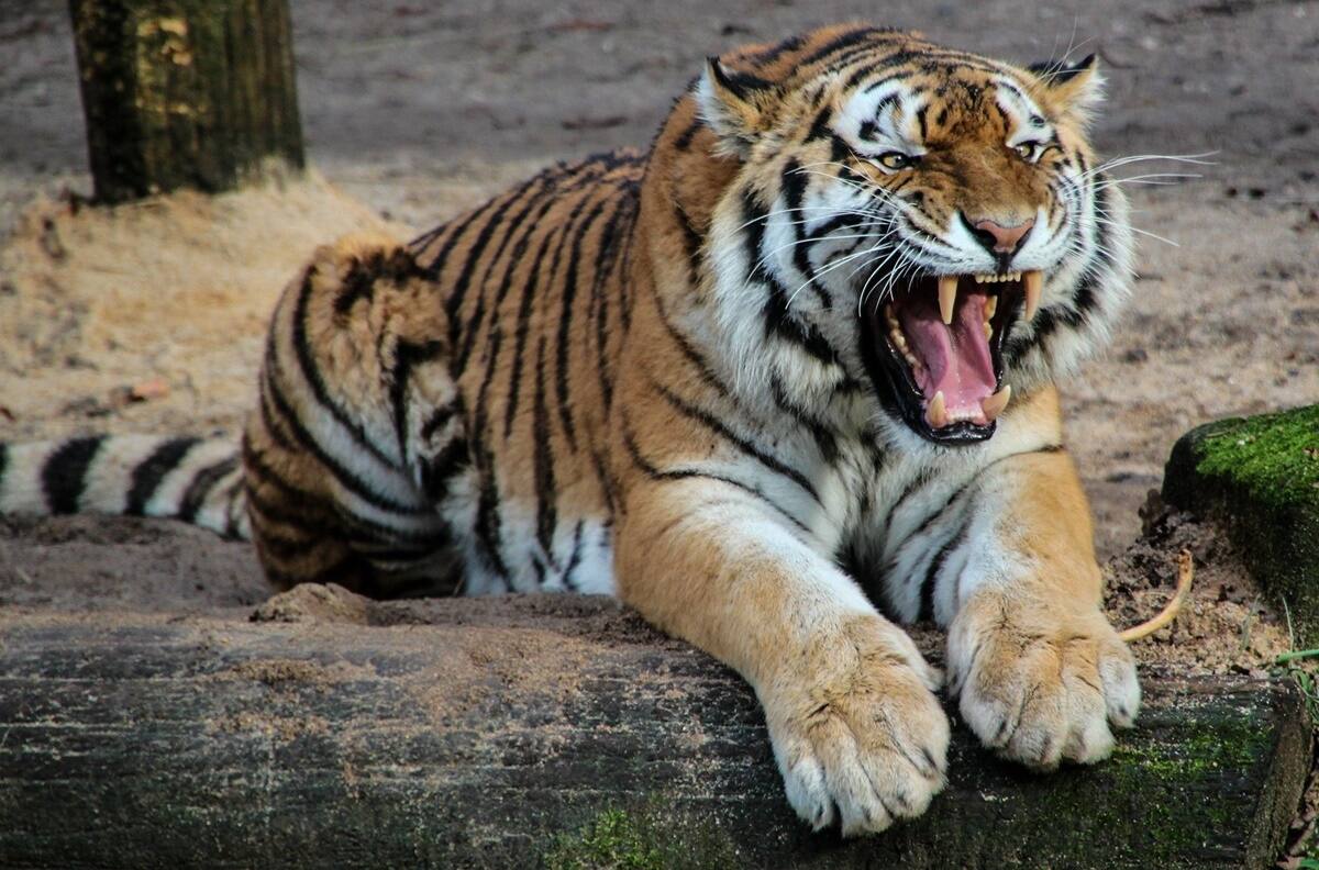 Alertan sobre presencia de un tigre de bengala en un municipio de Guanajuato
